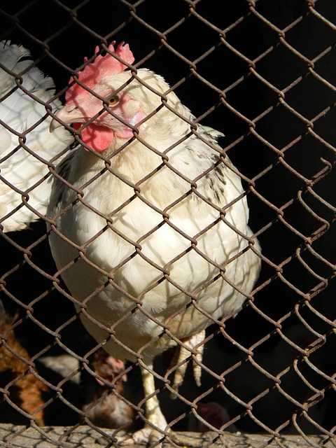 文的评价也 文的评价也